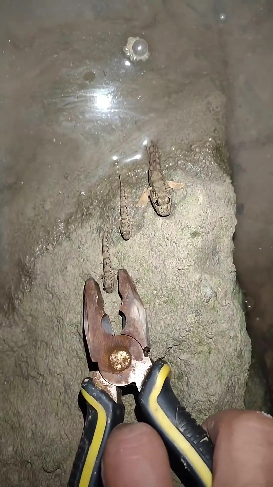 你再狠点能直接夹爆它的头