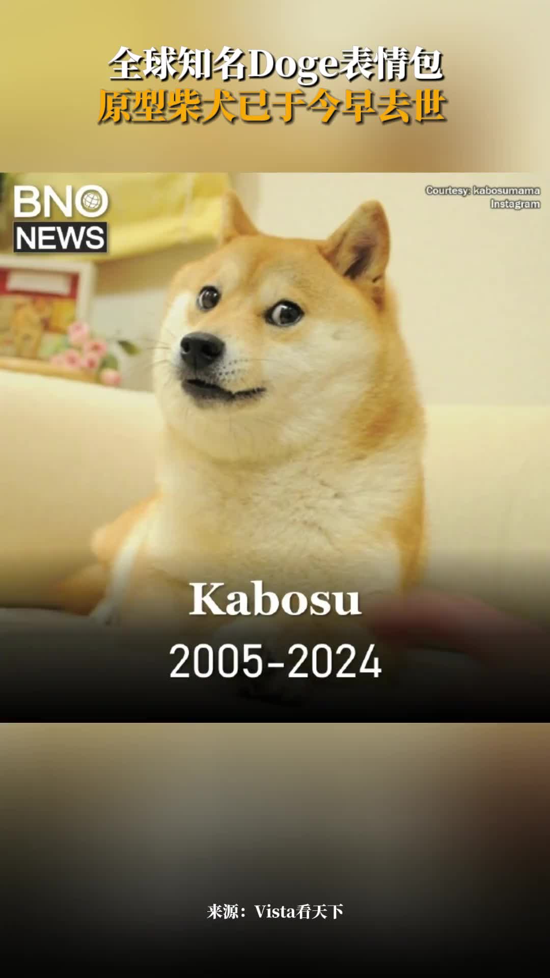 全球知名Doge表情包原型柴犬去世