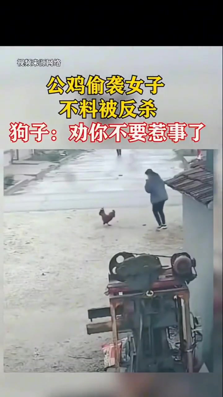 狗子：快跑 有鸡惹老虎