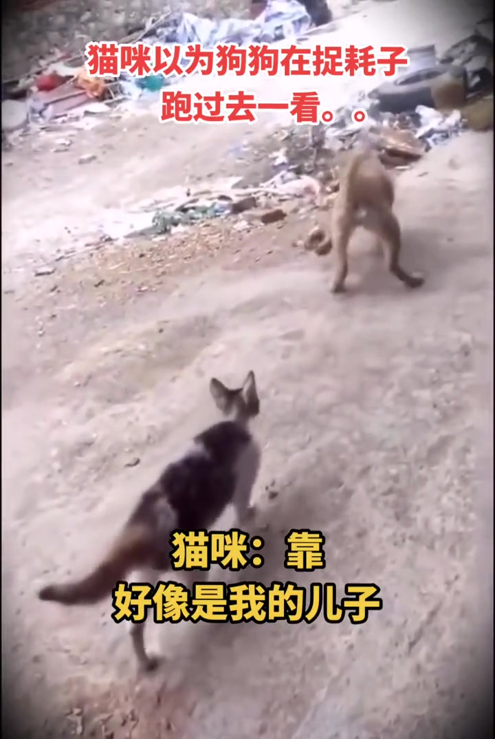 猫：吃瓜吃到自己家