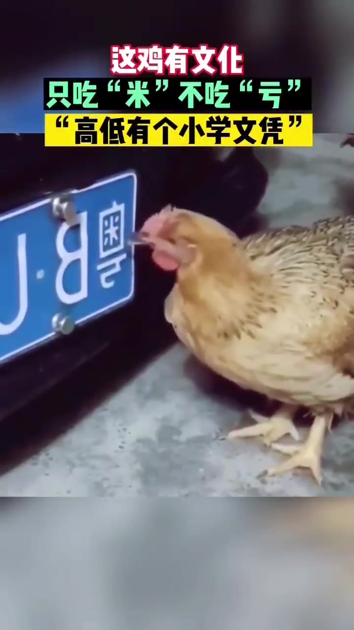 一只有文化的小鸡