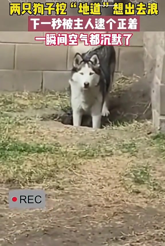 话说它是不是挖反了？