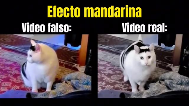 虚假的猫叫和真正的猫叫