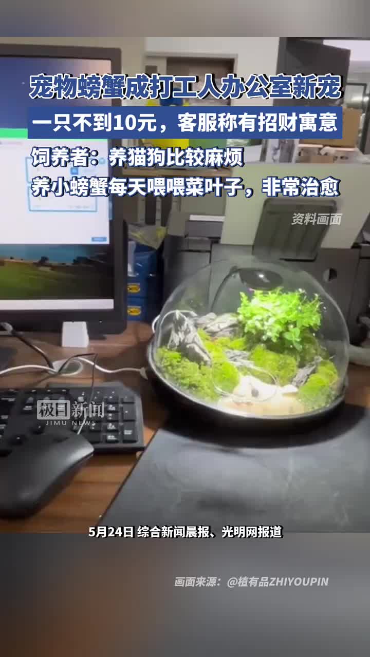 宠物螃蟹成打工人办公室新宠？