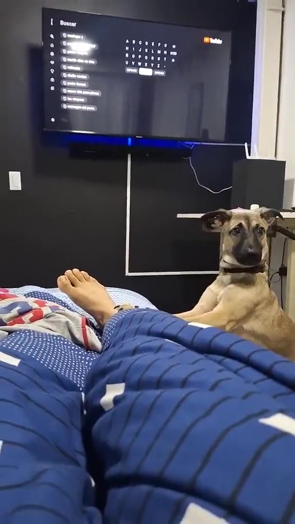 看来狗子还不知道永远叫不醒一个装睡的人