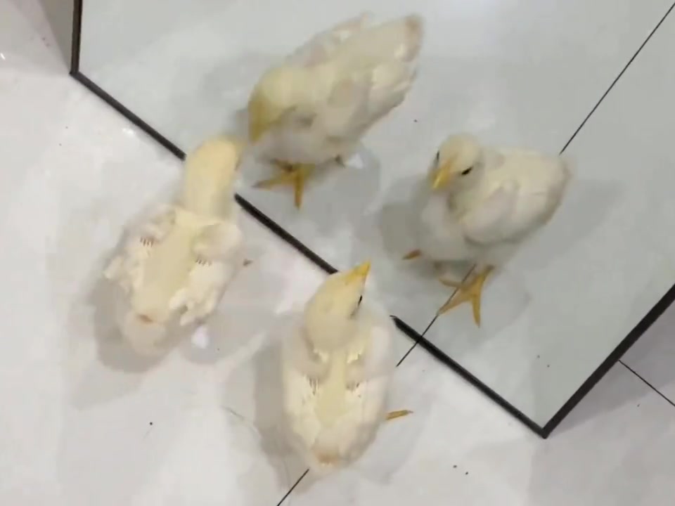 小鸡第一次照镜子，咋还摇摆起来了呢