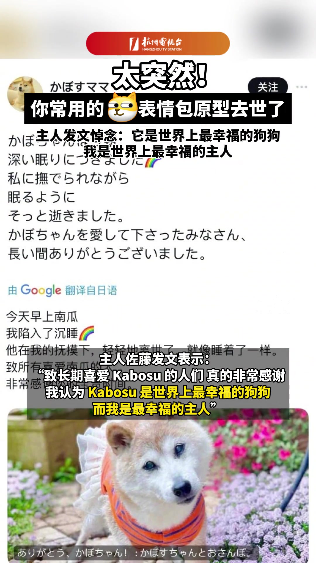 大家常用的柴犬表情包原型去世了，主人发文悼念