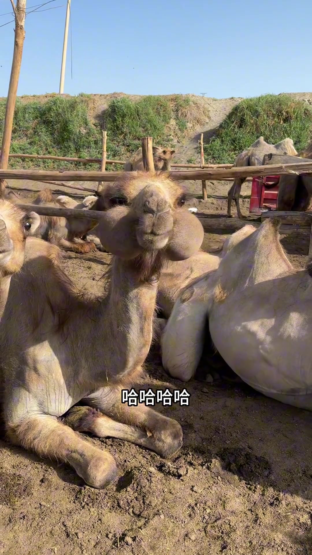 不治不行了 刻不容缓 骆驼