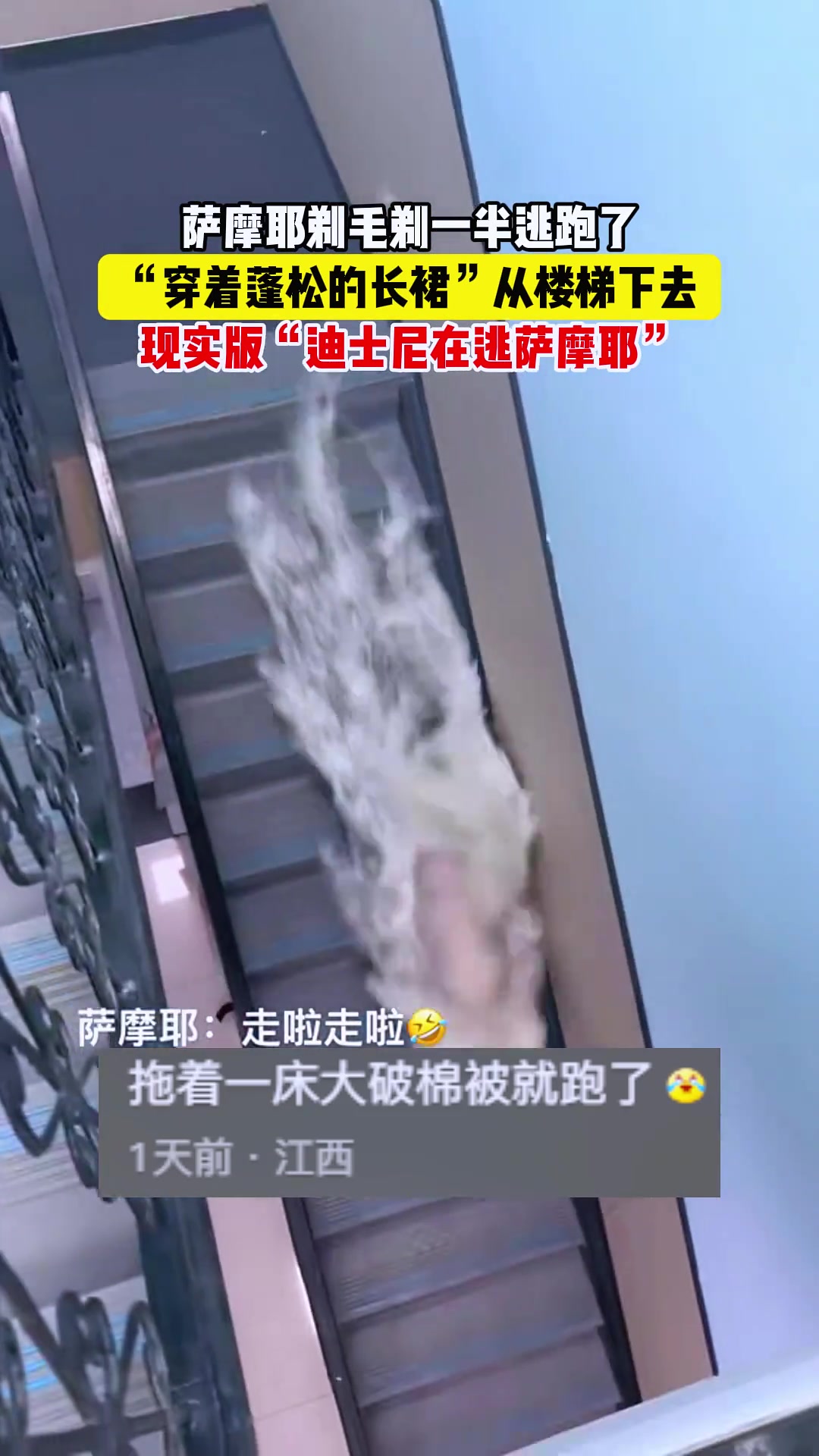 狗狗剃毛前后巨大反差，连宠物也难逃哭着走出理发店