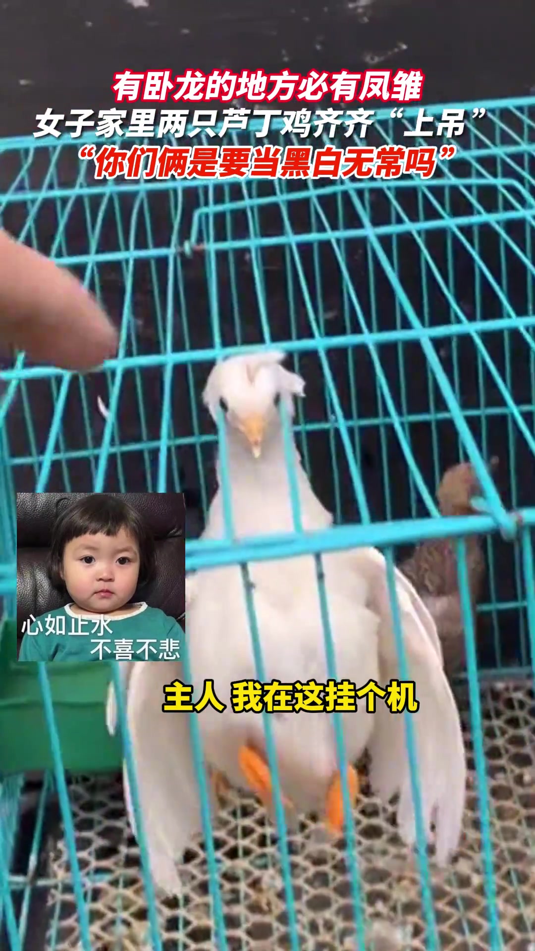 女子家的芦丁鸡“自挂东南枝”，齐齐挂笼子上“上吊”