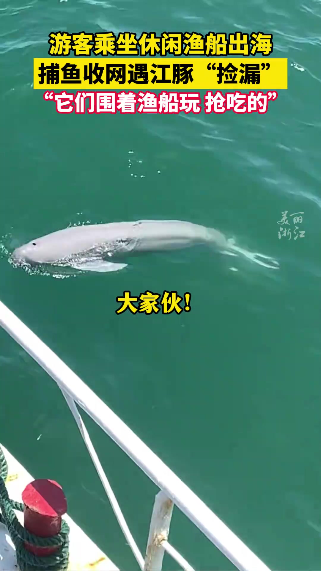 游客坐休闲渔船出海，途遇江豚抢食