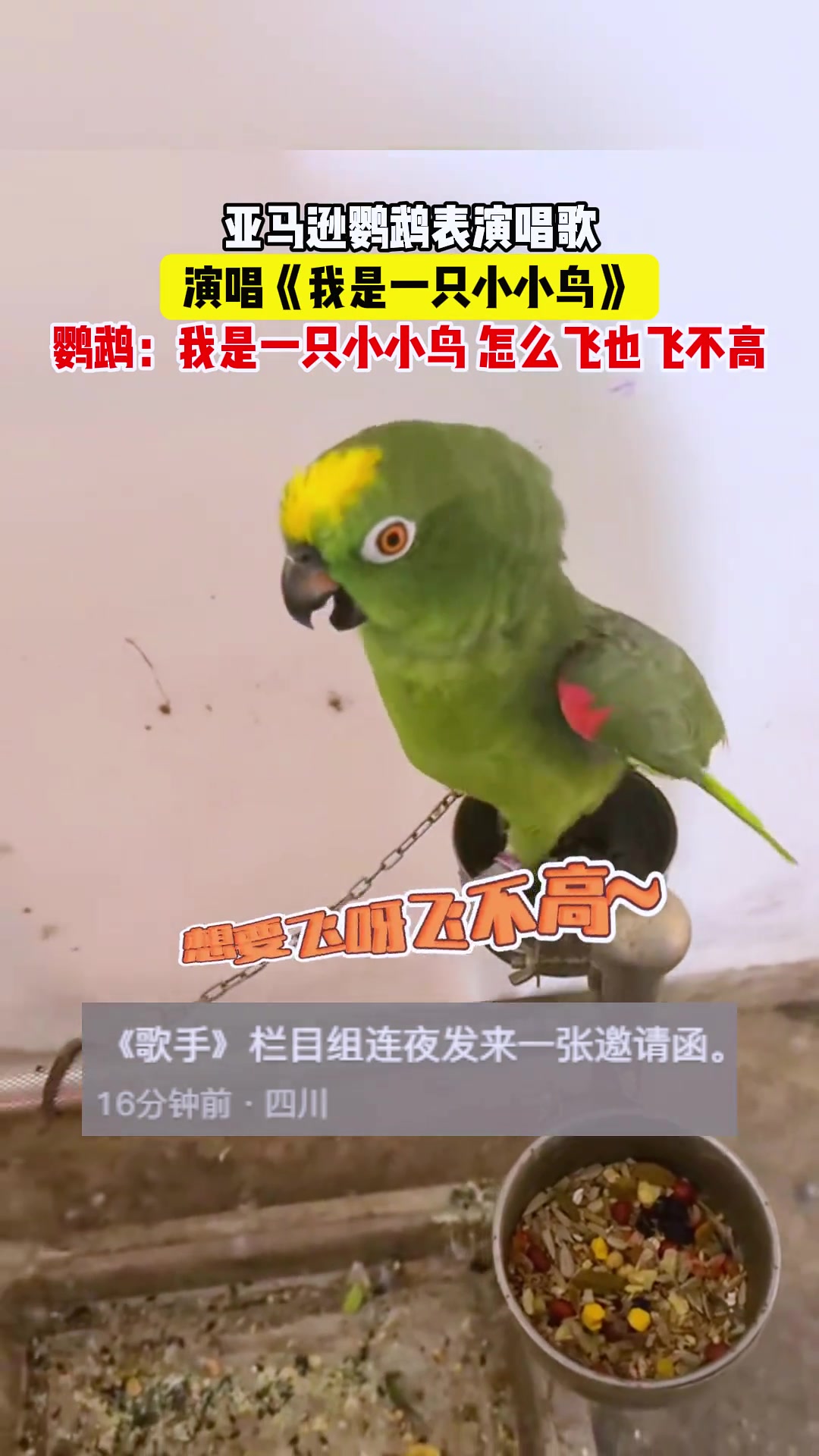 亚马逊鹦鹉表演唱歌，演唱 《我是一只小小鸟》
