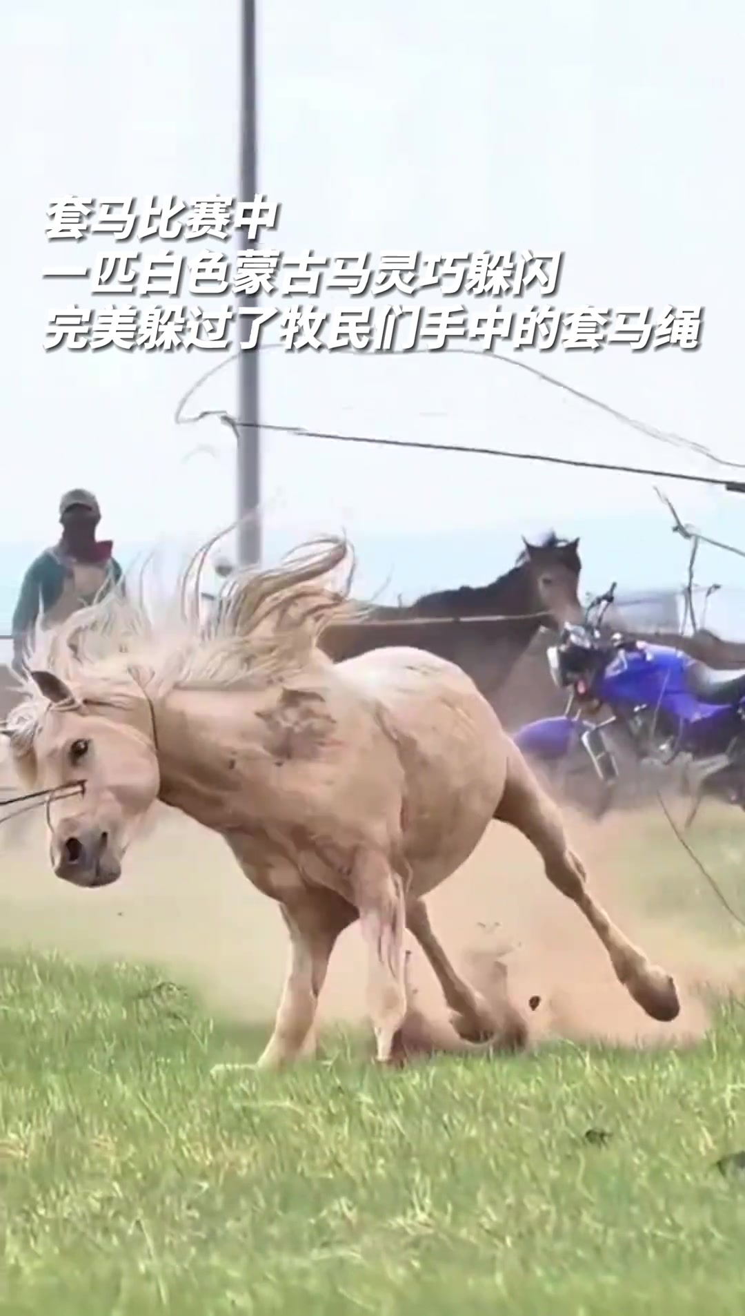 套马比赛一白蒙古马灵巧躲闪，完美躲过牧民们的套马绳