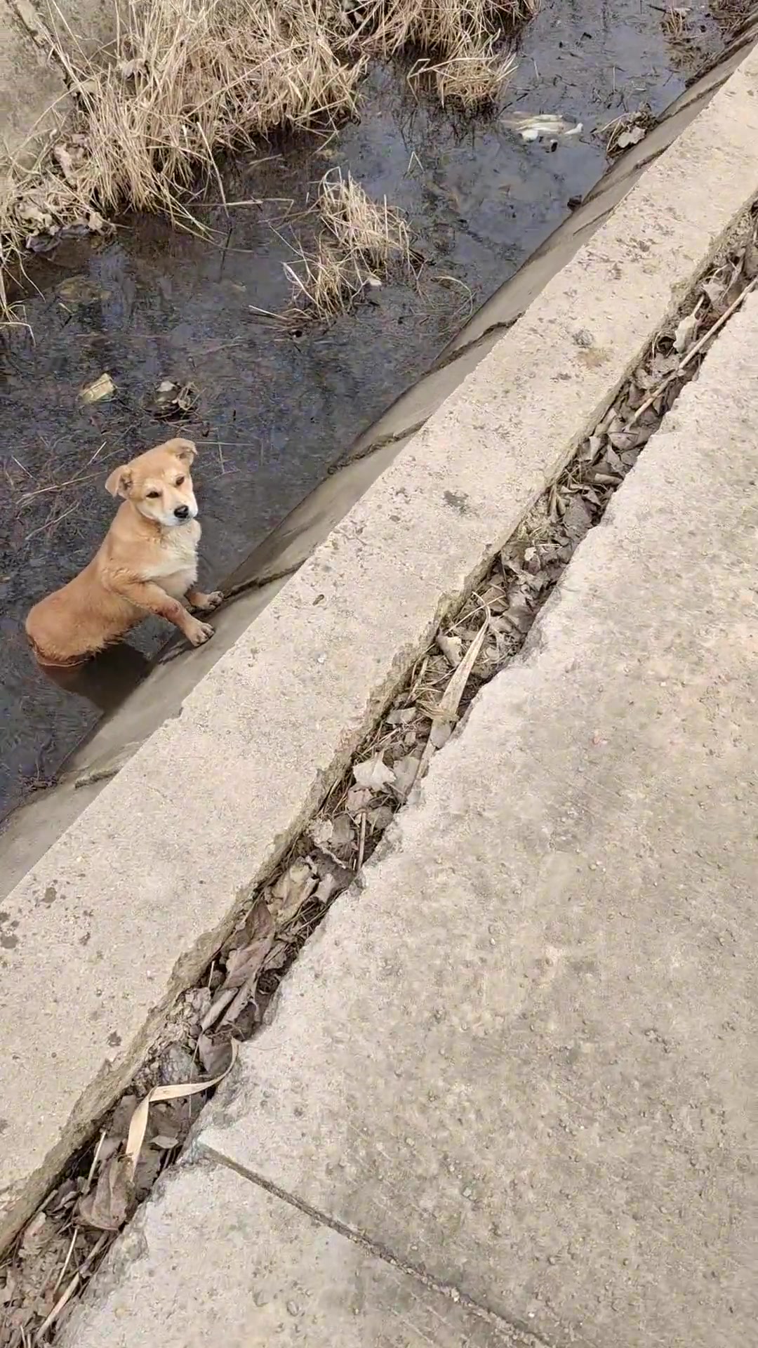 这土狗一看就很好相处
