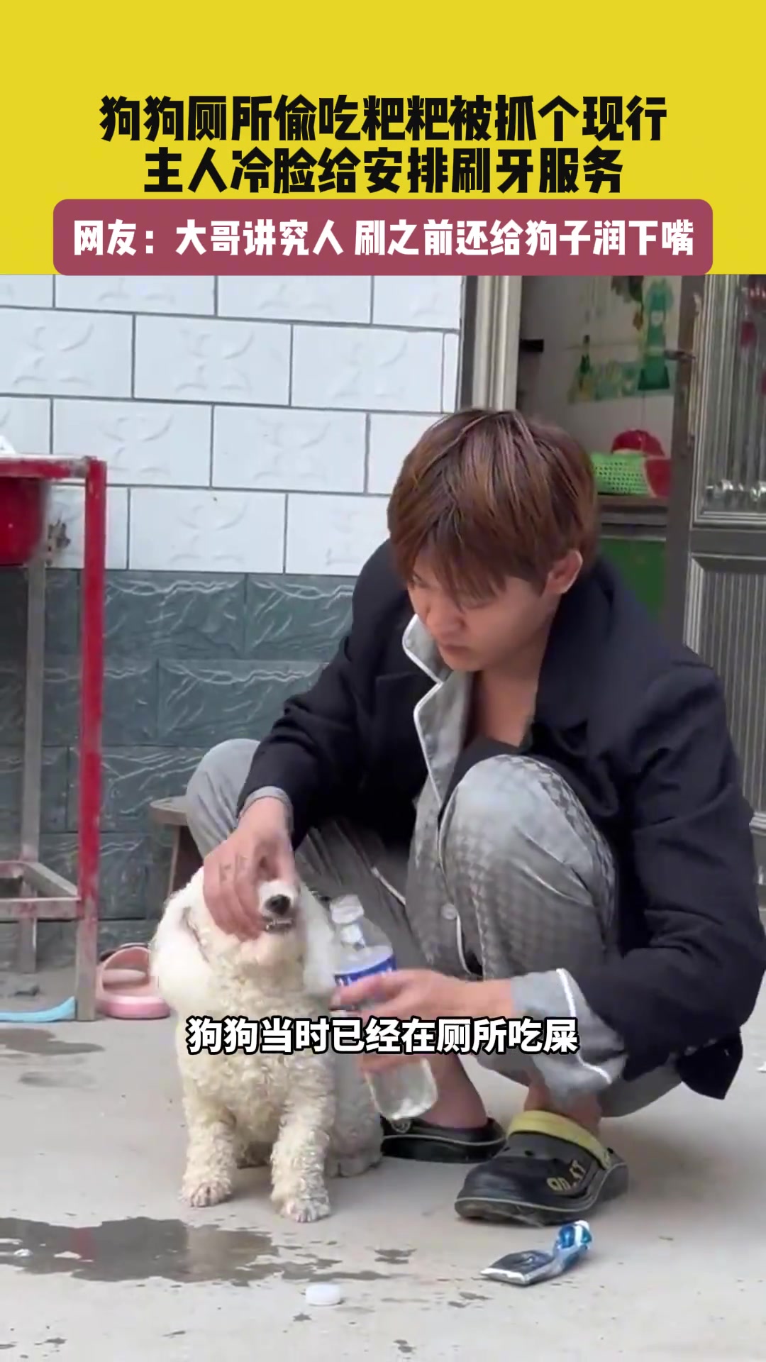 狗狗厕所偷吃粑粑被抓个现行，主人冷脸给安排刷牙服务