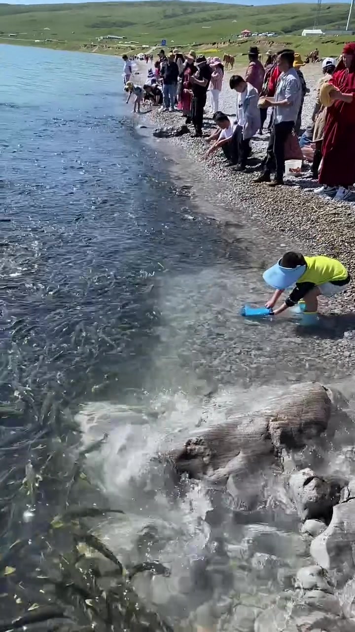 河里的鱼儿直往岸上冲，这一神奇现象怎么回事？