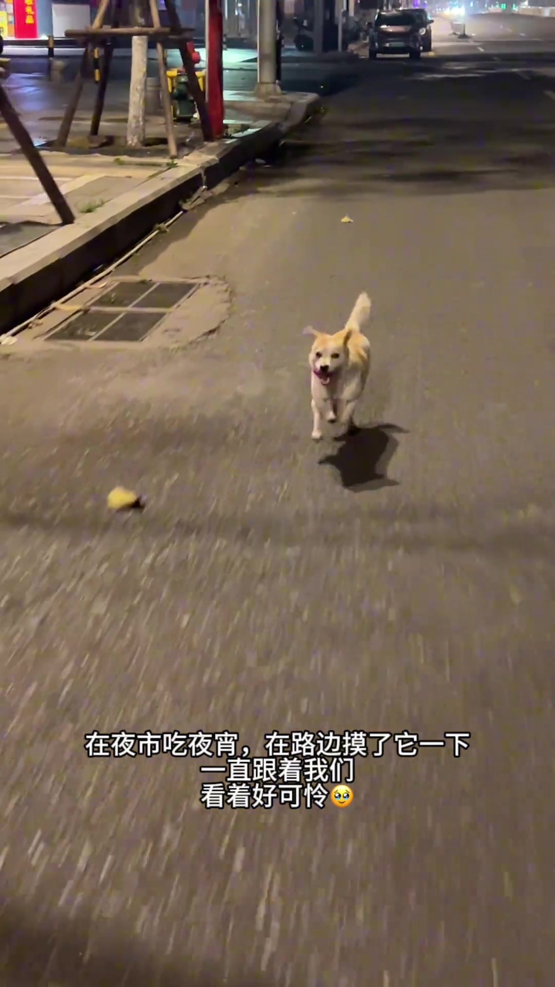 在夜市捡了条小狗