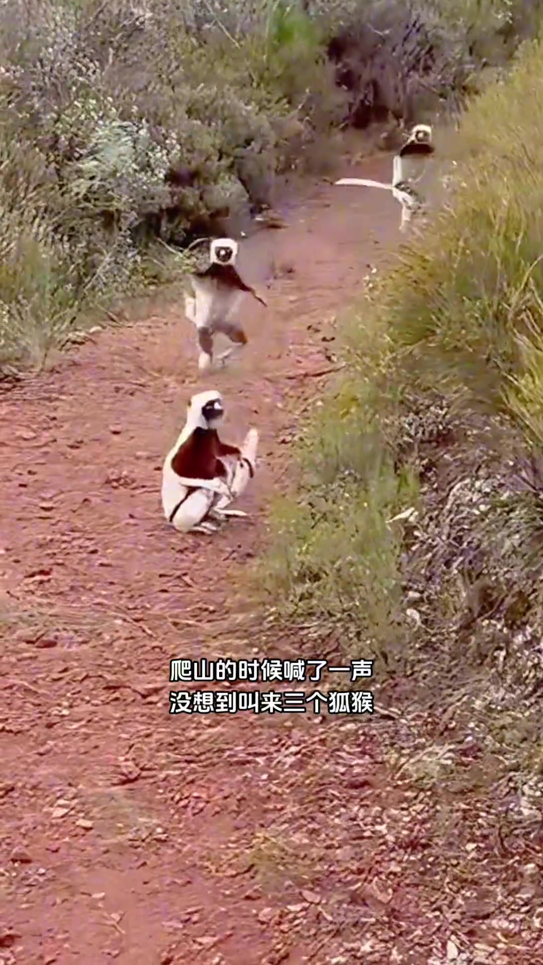 爬山的时候喊了一声，没想到叫来三个狐猴