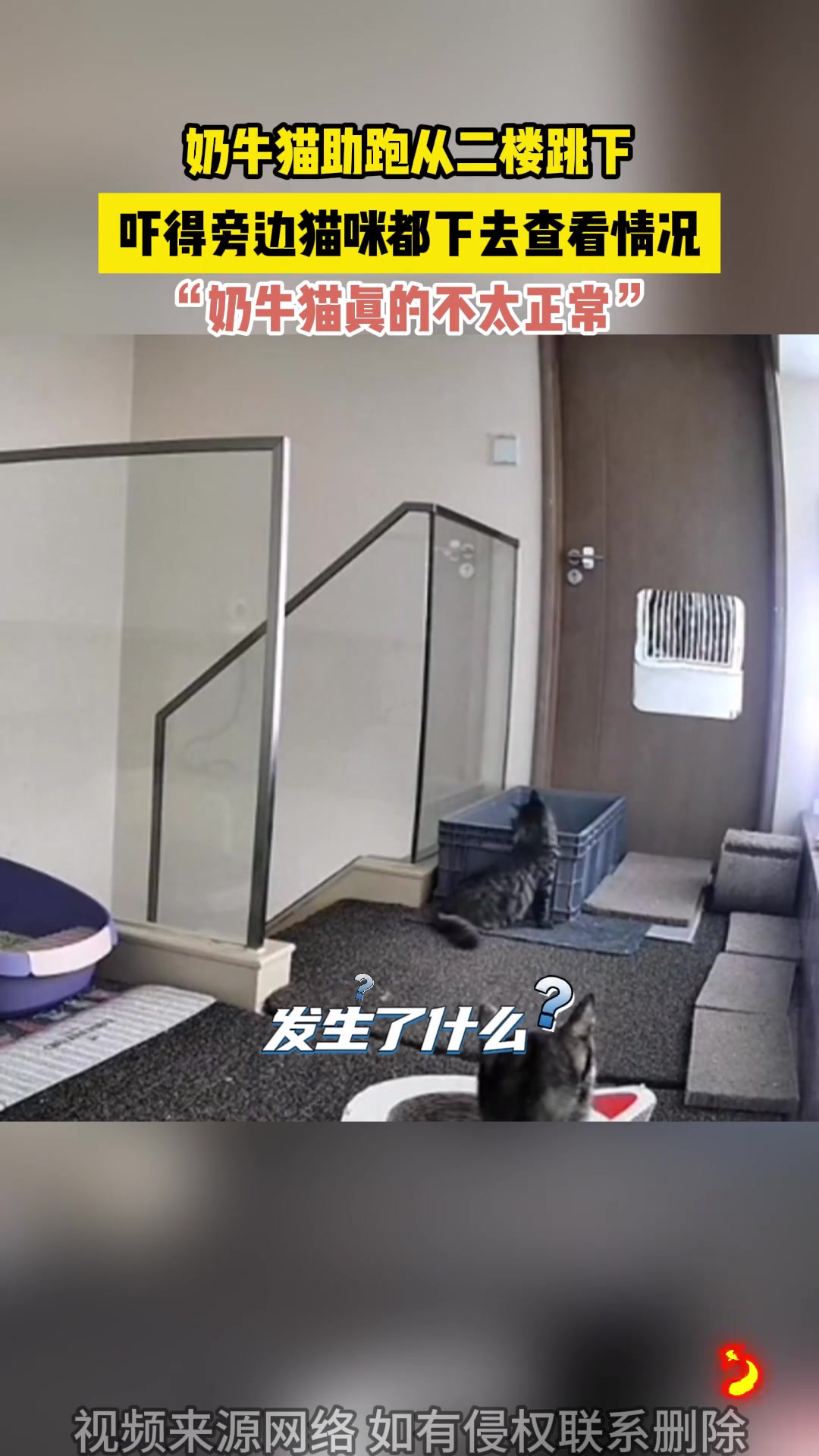 猫也跳楼？奶牛猫！那没事了！