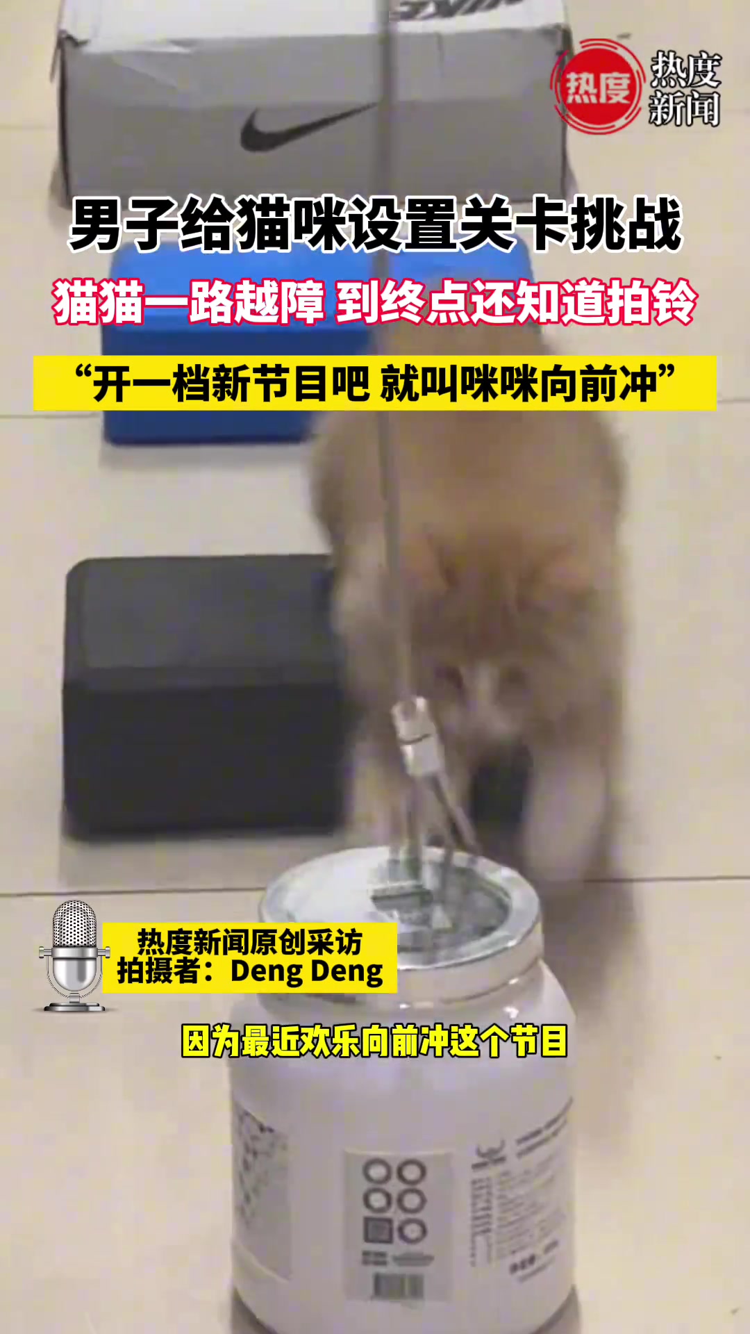 男子给猫咪设置关卡挑战猫猫一路越障到终点还知道拍铃