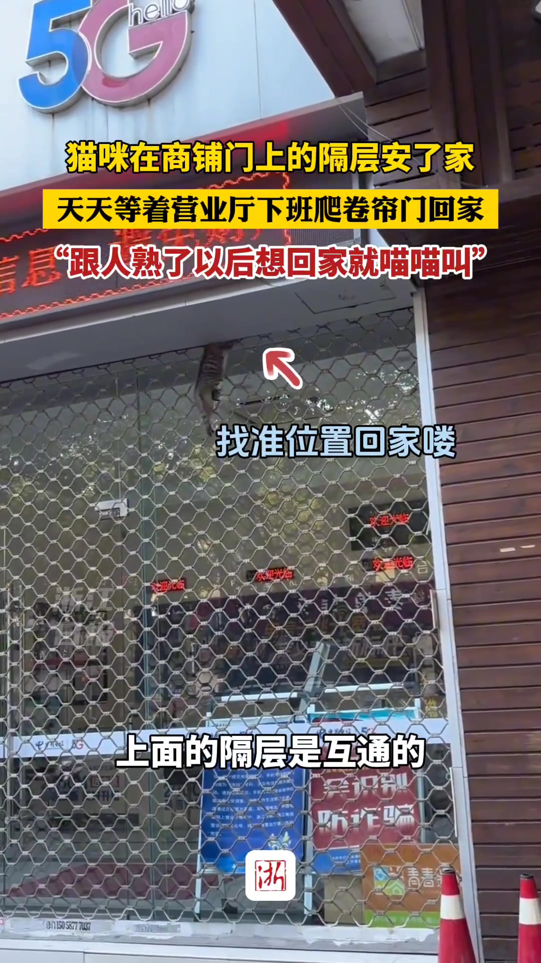 猫住商铺门上的隔层，与有爱商铺店主成了“合租伙伴”