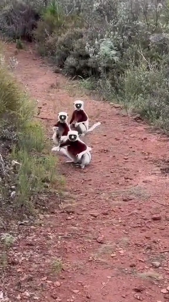 这是什么猴？长的奇怪移动方式也奇怪