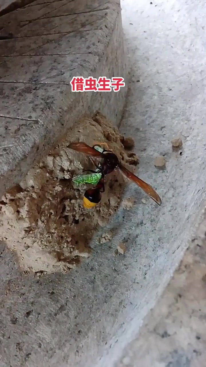 动物界里的死亡“代孕”，太可怕了