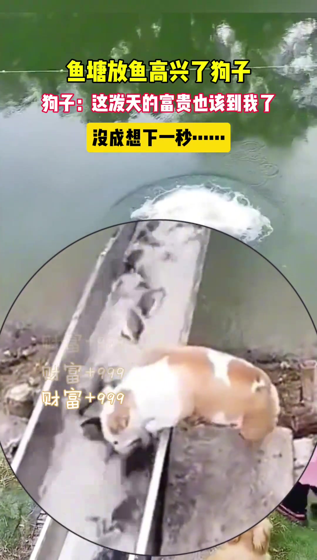 狗子：这泼天的富贵也该到我了