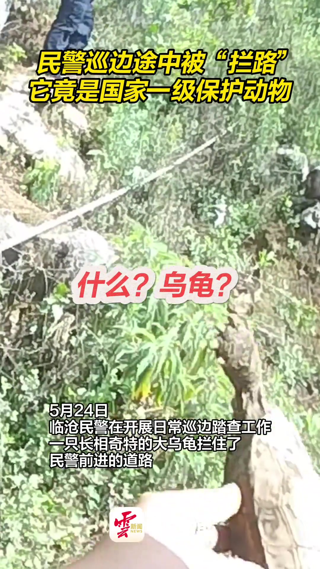 民警巡边途中被“拦路”，它竟是国家一级保护动物！