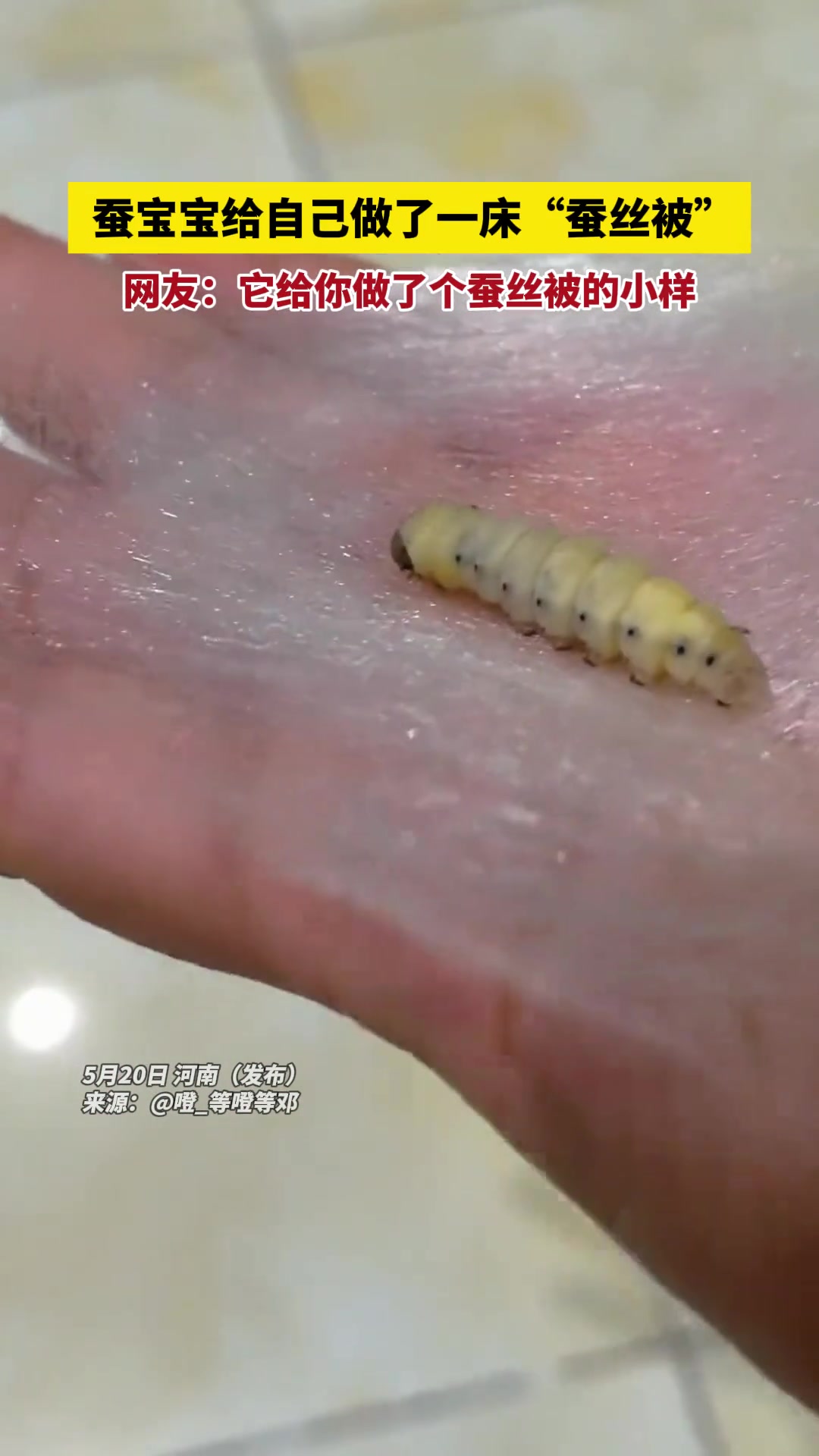 生活品质不能差！蚕宝宝给自己搞了件蚕丝被