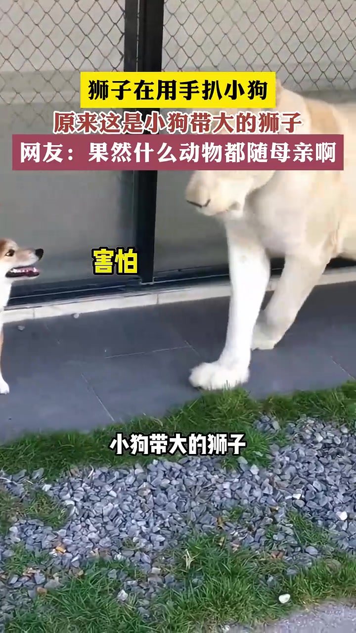 这就是母亲带来的威慑力