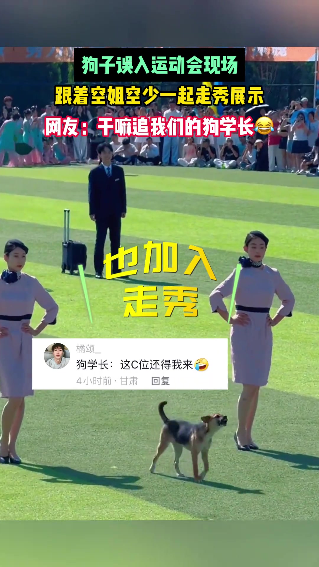 狗子误入校运会现场，与空姐一起走秀...