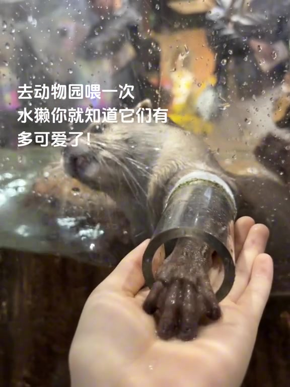 水獭真的超级可爱！