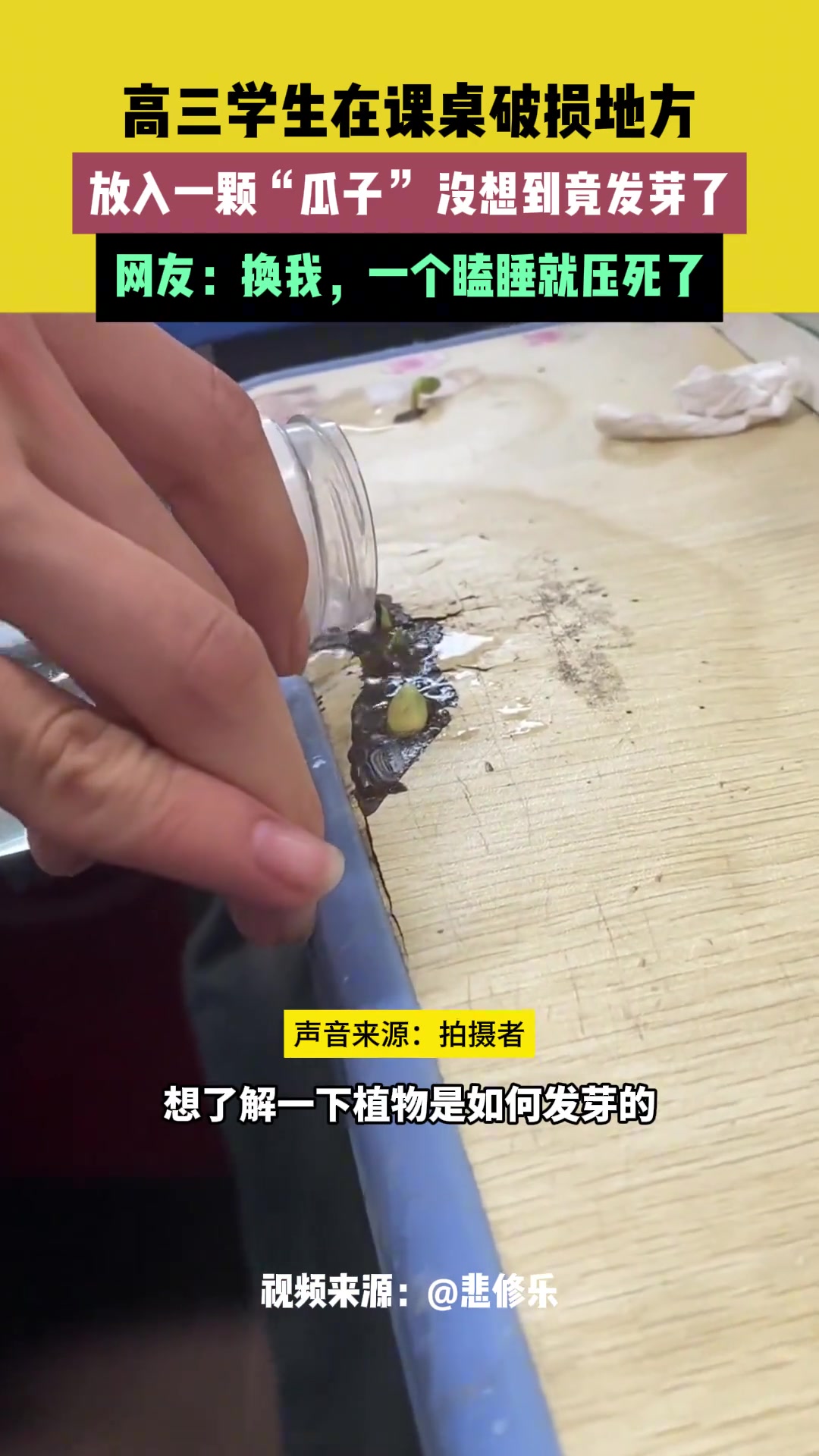 学生在课桌放入一颗“瓜子” ，没想到竟发芽了