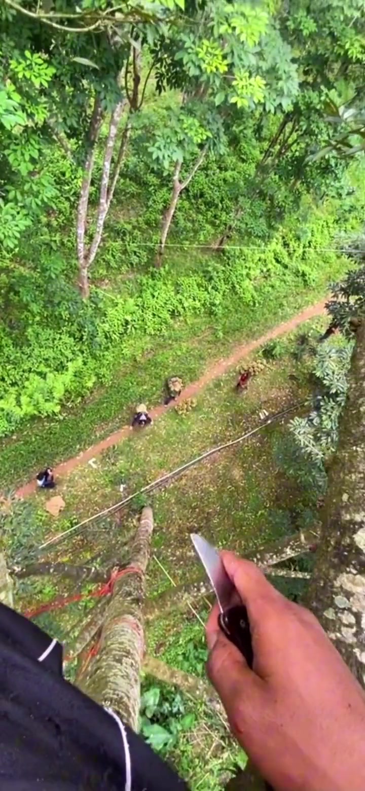 榴莲贵是有原因的吧