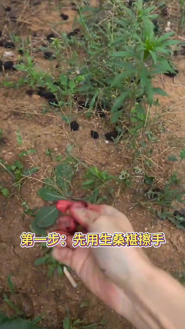 桑椹染色怎么办，三米之内必有解药！