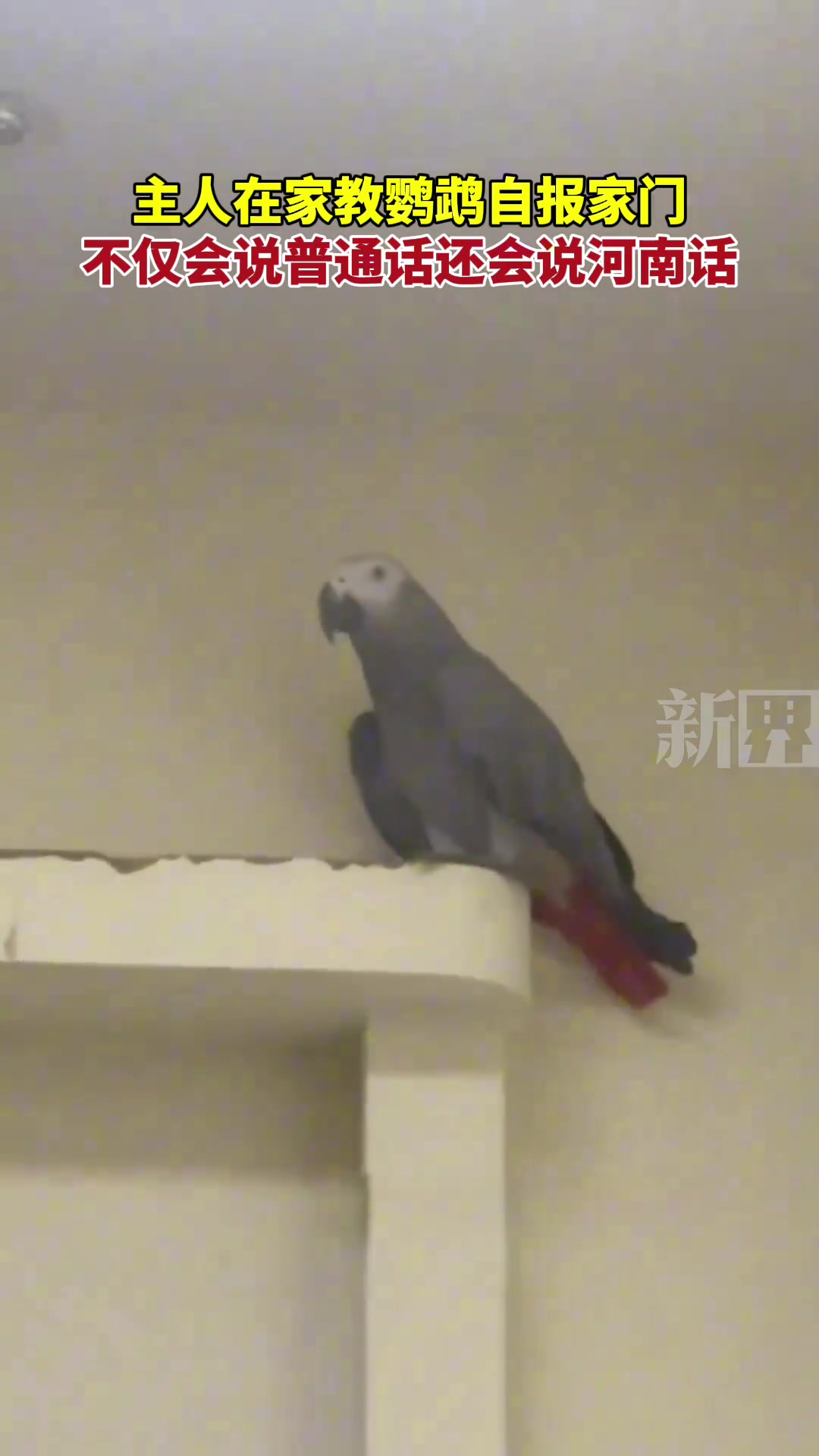 主人教鹦鹉自报家门，不仅会说普通话还会说河南话。