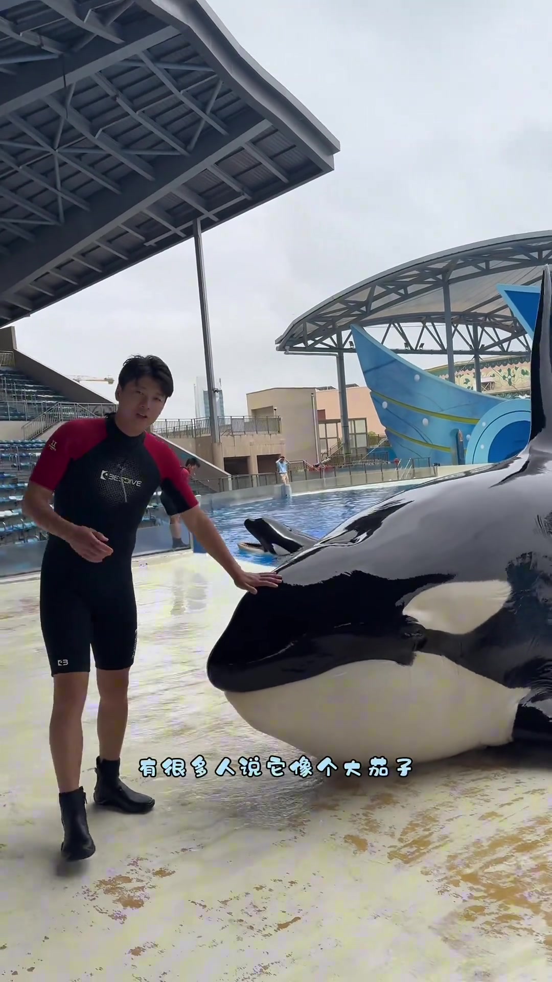 什么大茄子什么高铁进站？ 虎鲸宝宝来咯