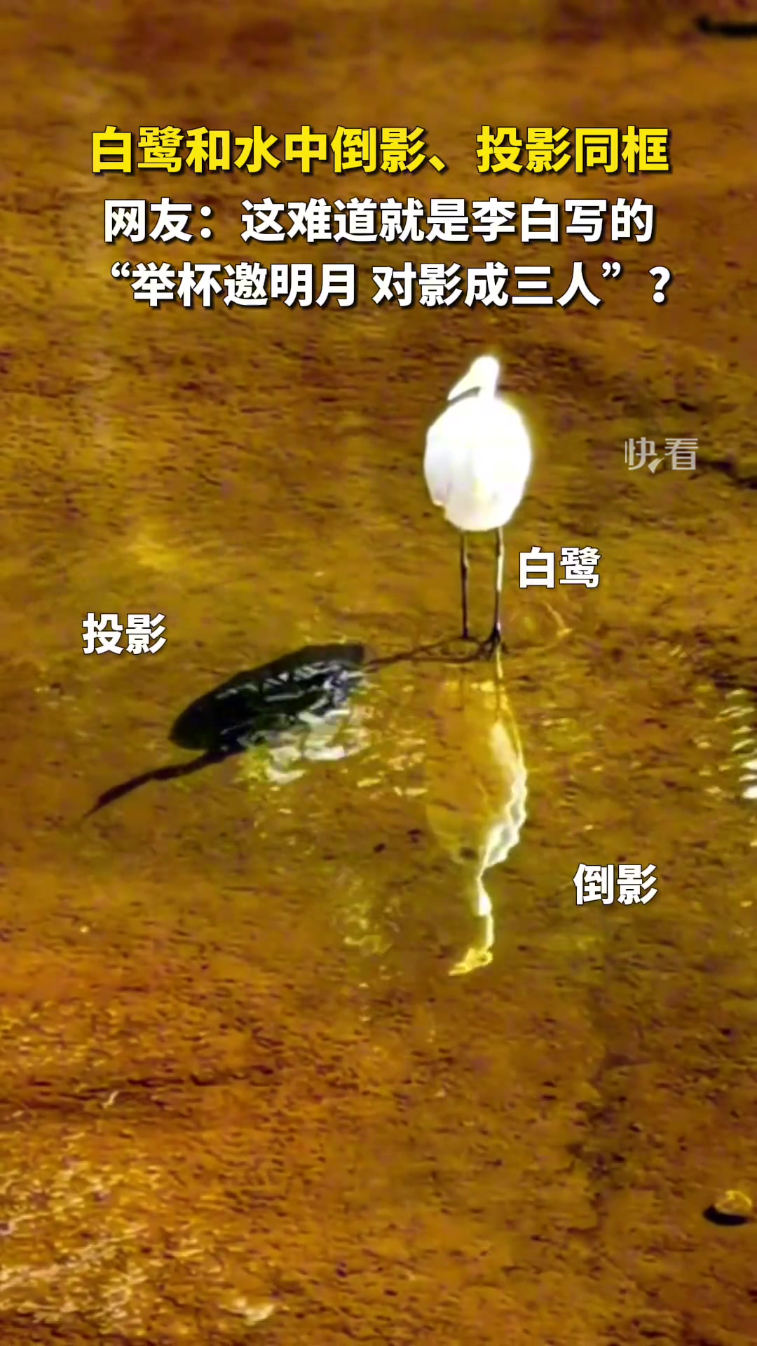 这难道就是李白写的“举杯邀明月，对影成三人”？