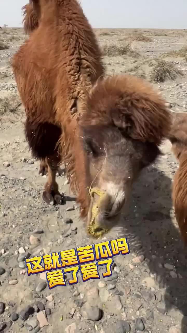 骆驼：给我仙人球都可以，但不能给我苦瓜