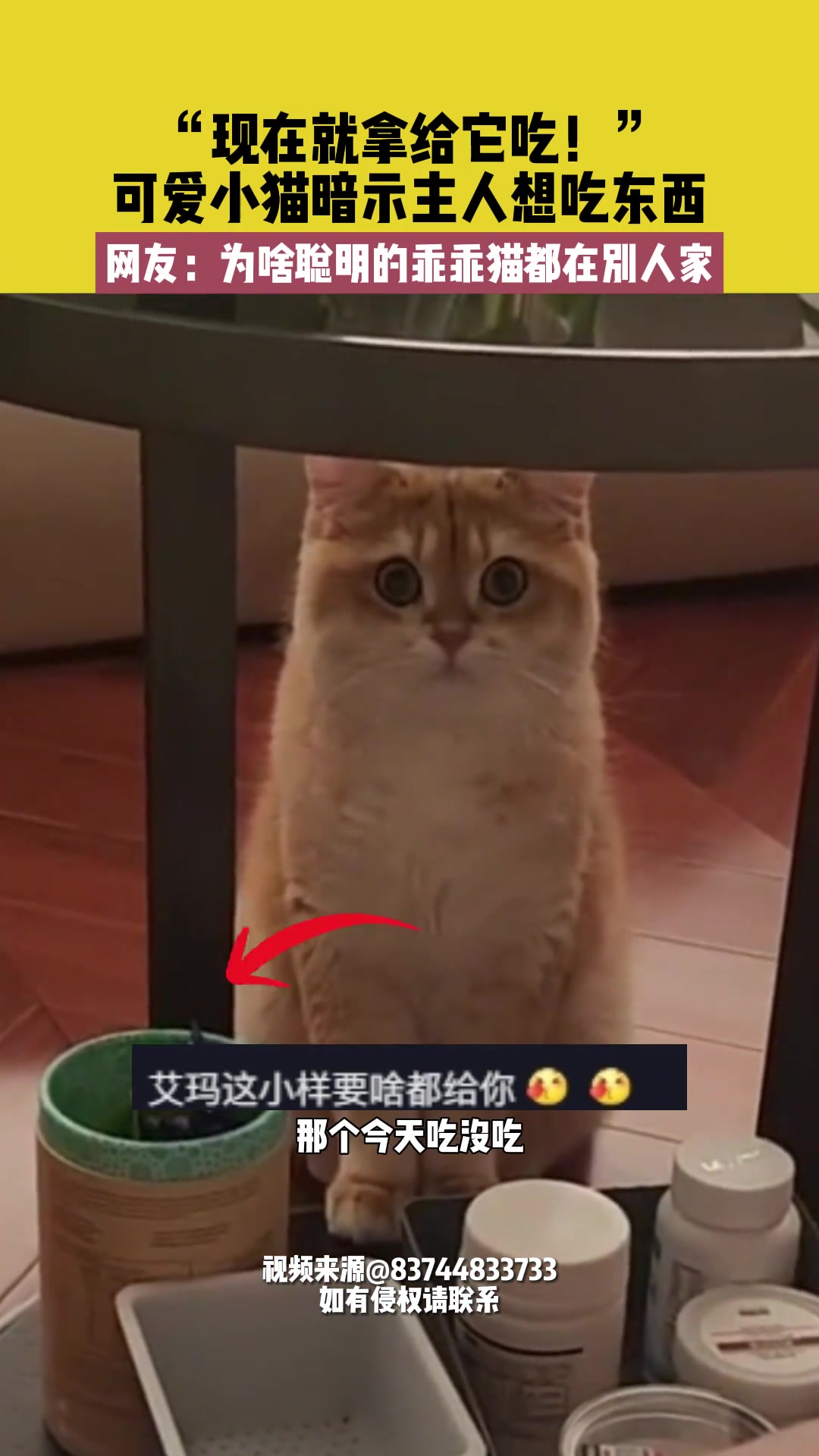 “现在就拿给它吃！”可爱小猫暗示主人想吃东西。