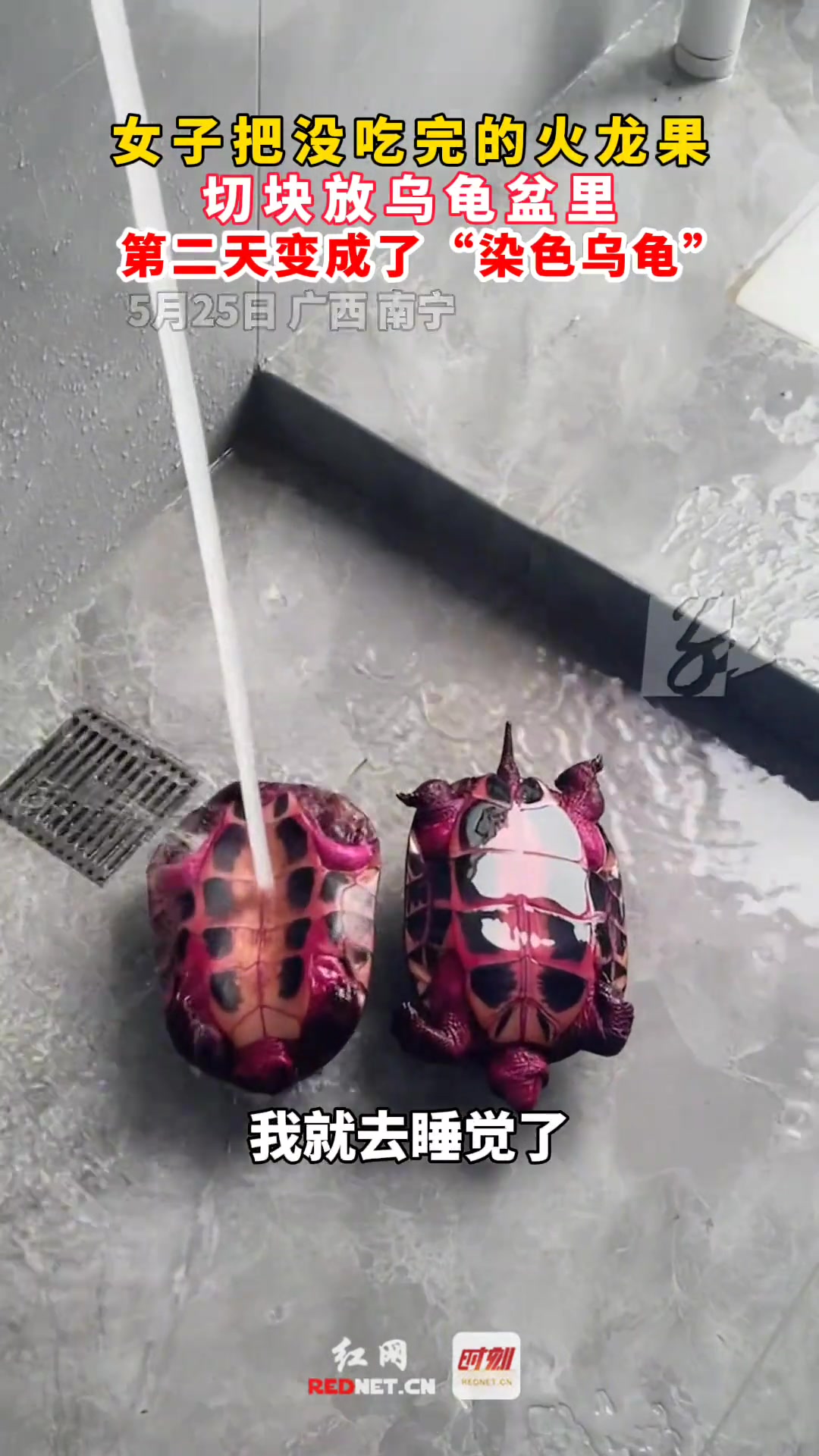女子把火龙果切块放乌龟盆里，第二天变成了染色乌龟