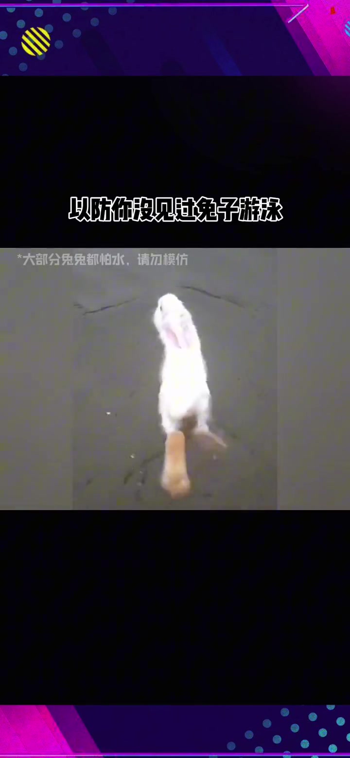 科普下兔子游泳，原来兔子是个大脚宝宝