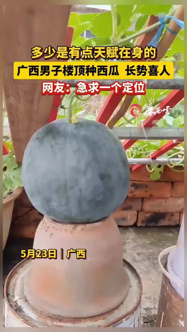一男子在楼顶种西瓜，轻松实现西瓜自由