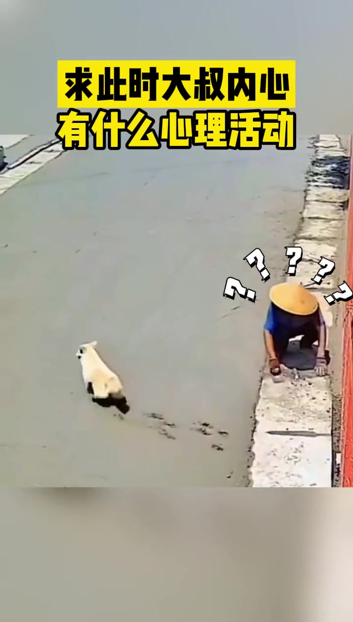 刚铺好水泥的路面被小狗踩一路梅花脚印，大叔血压上升