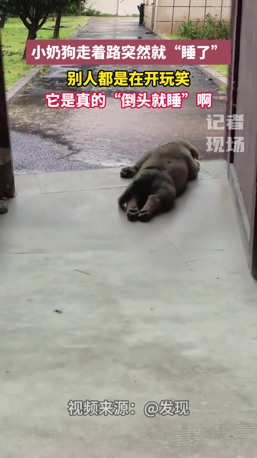 羡慕这些动物们的睡眠质量，走着路突然就“睡了”