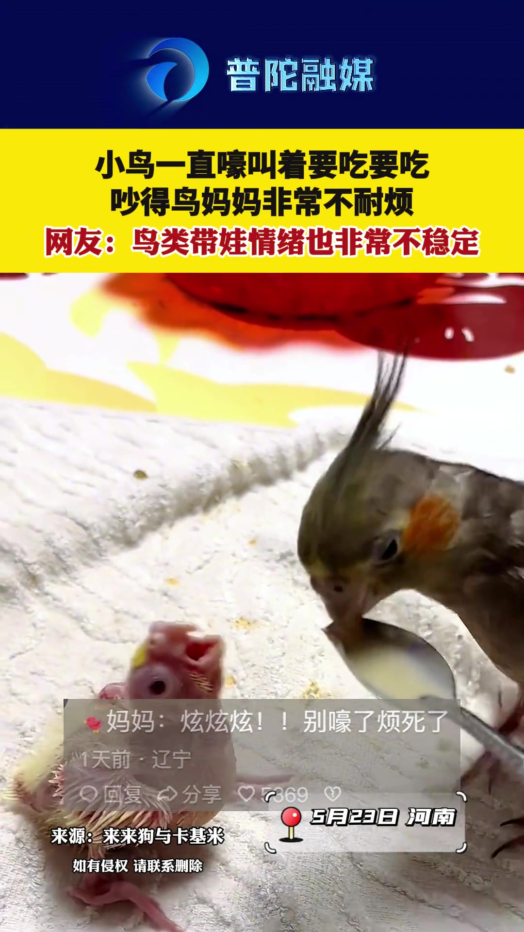 原来鸟类带娃情绪也非常不稳定，非人类专有
