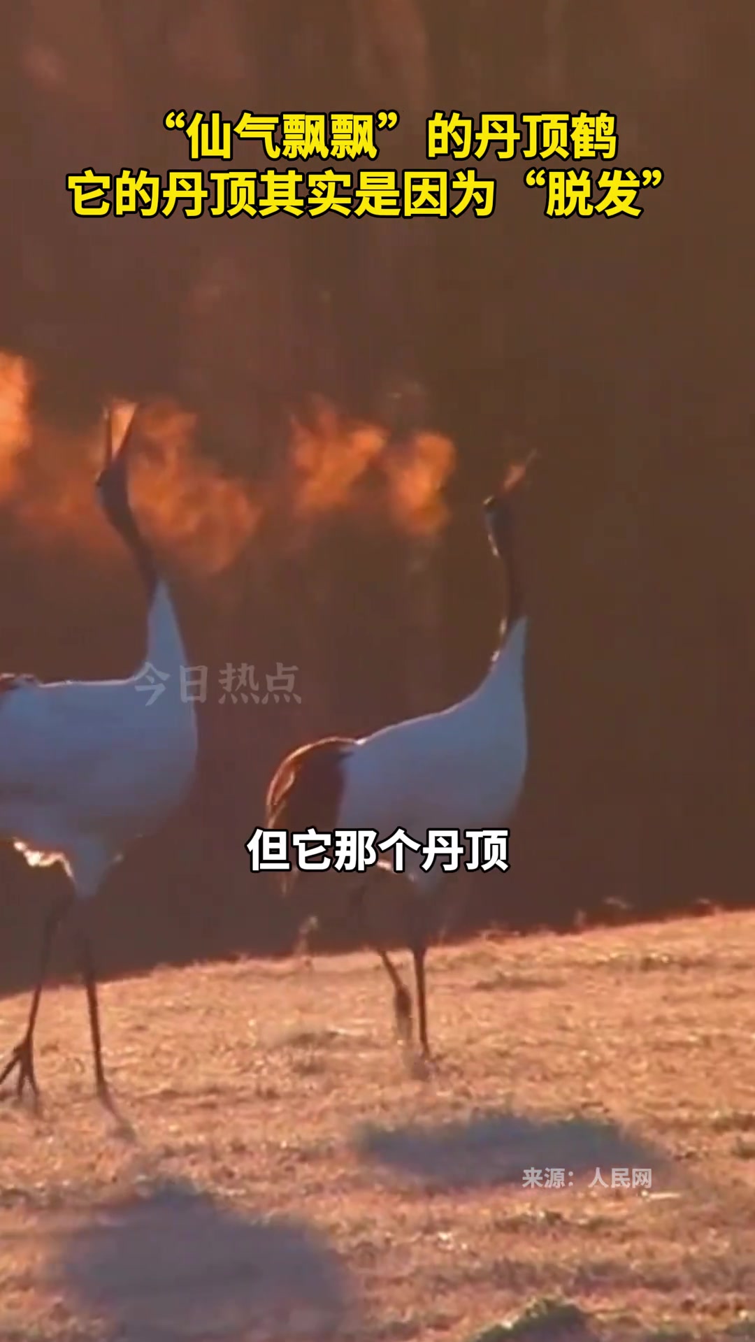 国土科普 仙气飘飘的丹顶鹤，它的丹顶其实是因为脱发