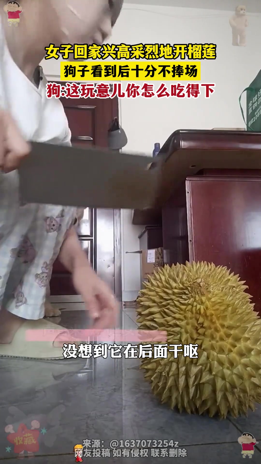 女子在家拍开榴莲的视频，结果“误伤”狗狗表情一脸嫌弃
