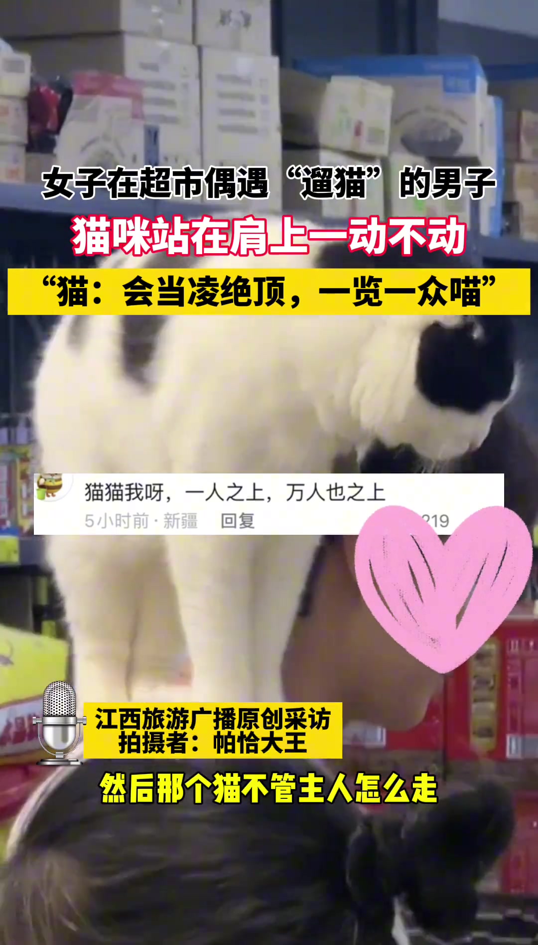 女子在超市偶遇“遛猫”男子 猫咪站在肩上一动不动
